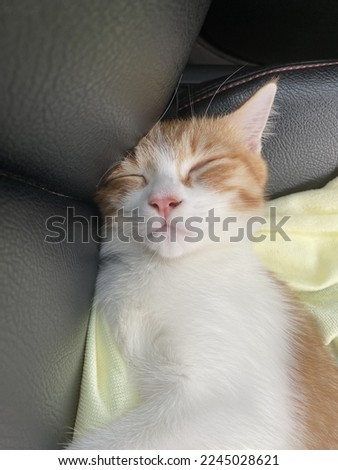 little cat is sleeping a lovely picture