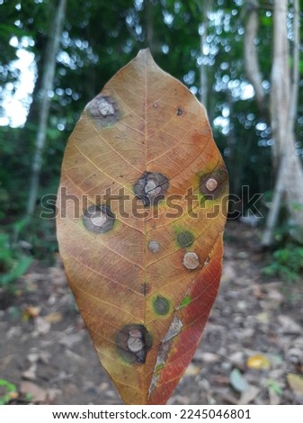 Fallen leaves with yellow markings