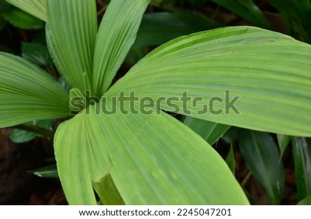 zoomed Molineria latifolia leaves with blurry background