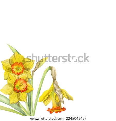 Watercolor hand drawn composition with spring flowers, daffodils, leaves and stems, bow, gift tag. Isolated on white background. For invitations, wedding, greeting cards, wallpaper, print, textile