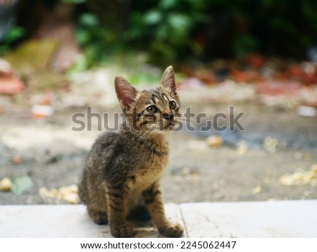 selective focus of cute kitten is looking up on blurred background. kitten pics.
