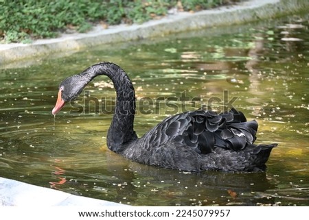 Black Swan in a pond