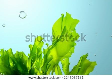 green seaweed ulva lactuca algae swing underwater with bubbles. Royalty-Free Stock Photo #2245087161