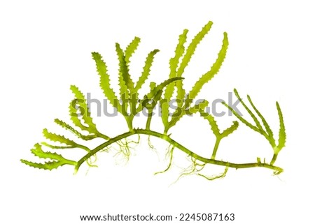 green antler shaped seaweed (Cauleroa serrulata) isolated on white. Royalty-Free Stock Photo #2245087163