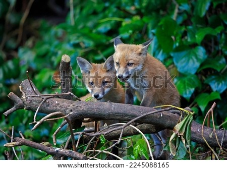 A family of foxes exploring the garden