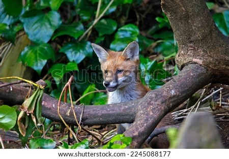 A family of foxes exploring the garden