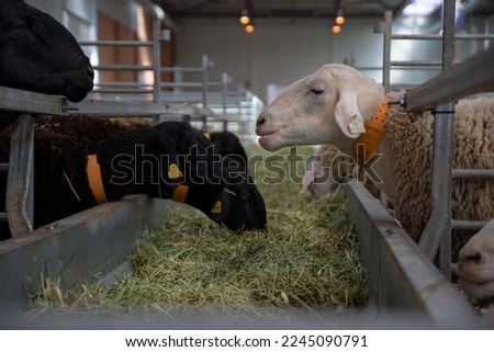 Several sheep grazing at a livestock fair in Zaragoza