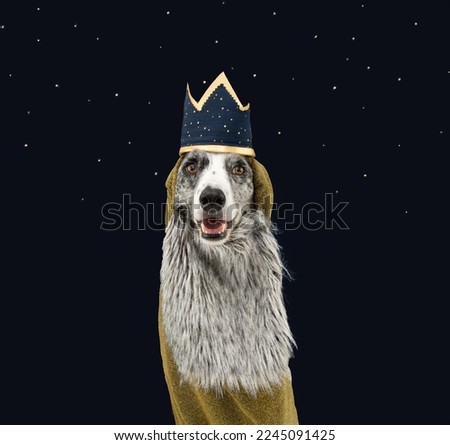 Border collie dog celebrating three wise men orient dressed as a king with a crown costume. Isolated on blue dark background Royalty-Free Stock Photo #2245091425