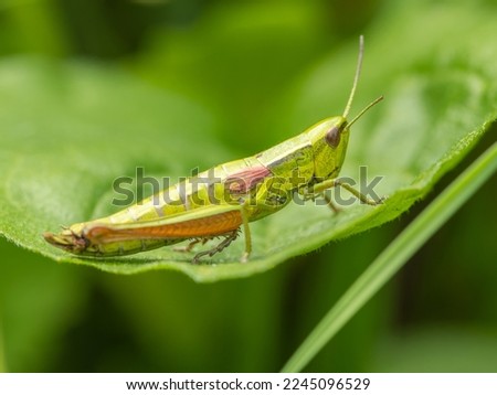 Grasshopper on plan leaf in the garden summer time macro photograph
