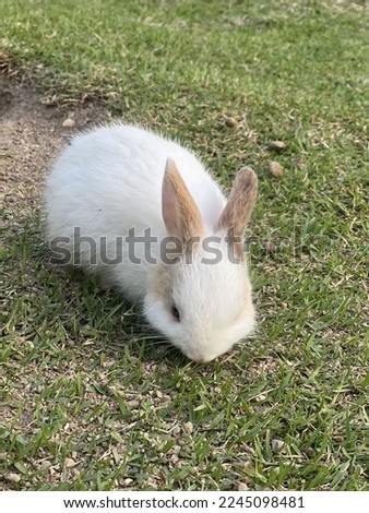 Little White rabbit in the garden