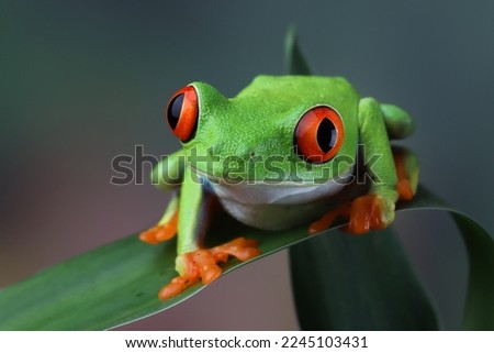 Red-eyed tree frog sitting on leaf with isolated background, red-eyed tree frog (Agalychnis callidryas) closeup Royalty-Free Stock Photo #2245103431