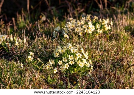 Primula vulgaris growing in the Sussex countryside, on a sunny spring day