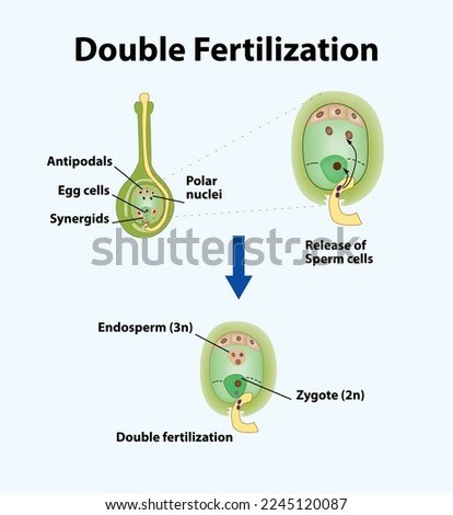 Double Fertilization Vector illustration - a complex fertilization mechanism of flowering plants (angiosperms) Royalty-Free Stock Photo #2245120087