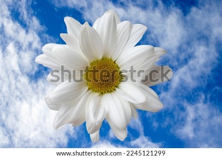 White Chamomile Flower Against the Blue Sky. Beautiful Flower Isolated on a Light Background.