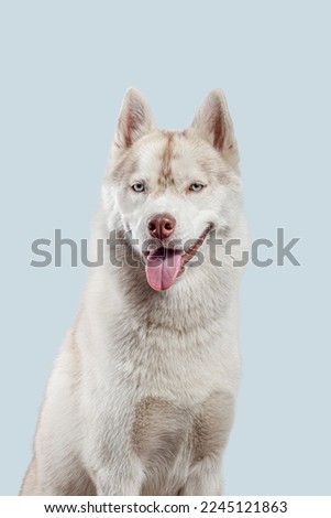 Isolated one-year-old Siberian husky dog sitting in the studio on a sky blue background paper looking at the camera.