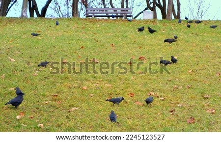 Birds, ravens, crows and jackdaws are looking for food in the grass