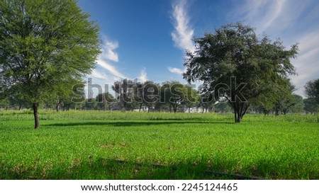 Landscape Of Green Wheat Field Under Scenic Summer Colorful Dramatic Sky In Sunset Dawn Sunrise. Skyline. Copyspace On Clear Sky.