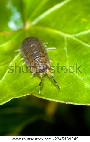 Extreme close up of the common woodlouse (Oniscus asellus) on a leaf