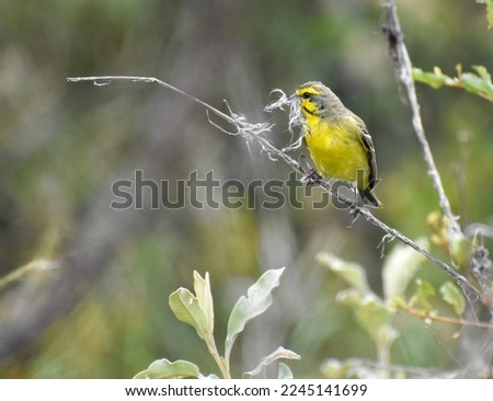 Yellow-fronted canary (Crithagra mozambicus). Small bright yellow passerine bird in the finch family. Canary collecting nesting materials from plant. Pilanesberg game reserve.