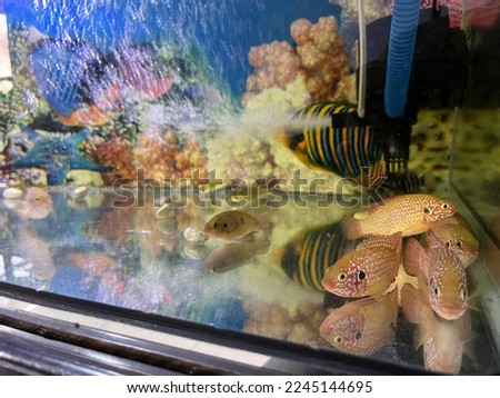Aquarium fish. The Jack Dempsey is a species of cichlid that is widely distributed across North and Central America 