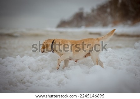 Labrador Retriever on the seashore in the winter.