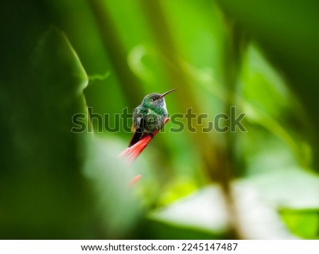 Rufous-Tailed Hummingbird (Amazilia Tzacatl) in Costa Rica