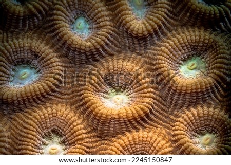 Close up coral surface. Natural background