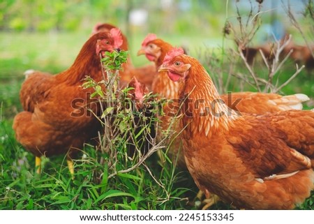 A close up look of healthy group of Chicken or hen , Concept of caring farming or agriculture. An eco-friendly or organic farm. Free cage hen, happy and healthy chicken in outdoor farm lifestyle.