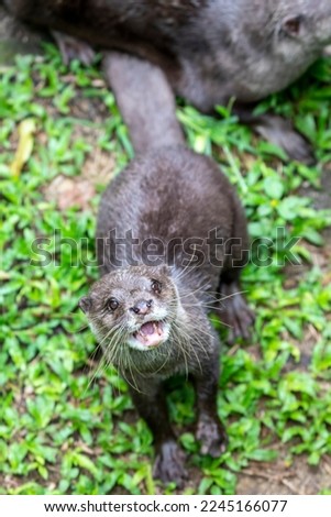 The small clawed otter (Amblonyx cinereus) looks at camera.
A semiaquatic mammal native to inhabits mangrove swamps and freshwater wetlands in South and Southeast Asia, the smallest otter species.