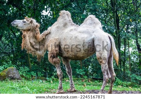 the closeup image of Bactrian camel (Camelus bactrianus). A large even-toed ungulate native to the steppes of Central Asia. It has two humps on its back.
It has served as pack animals in inner Asia.  Royalty-Free Stock Photo #2245167871