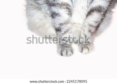 Close-up of Cat's Gray Paws Isolated on White Background. Cat Paws Close-up, Favorite Pets Concept.