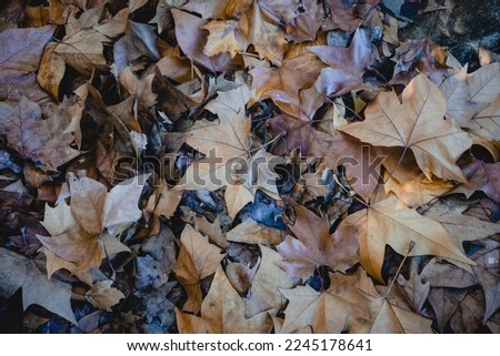 Dry leaves fallen on the Portuguese pavement on an autumn night.