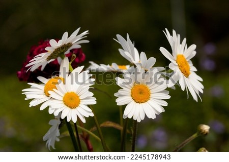 Close-up on daisy flowers in bright sunshine. Spring and summer. Sunshine.