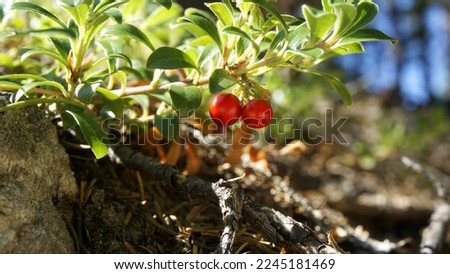 Bearberry in mountain forest in summer. Two red berries. Royalty-Free Stock Photo #2245181469