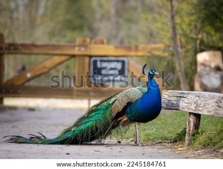 beautiful peacock in full beautiful colors jpeg image no crop