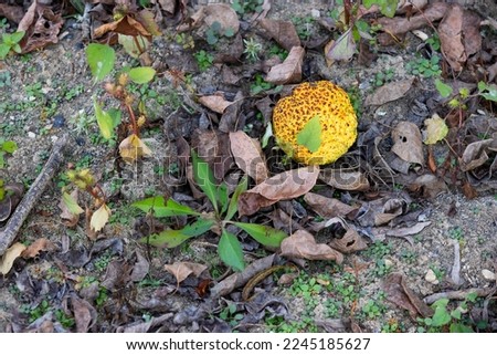 Fallen fruit of an Osage Orange Tree a non editable fruit at Rankin Bottoms Wildlife refuge in Newport, Tennessee, USA
