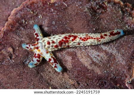 A small starfish, Linkia multifora, is regenerating its entire body from one arm as it sits on a reef in the South Pacific. This species may exhibit autotomy and shed one or more arms. Royalty-Free Stock Photo #2245191759
