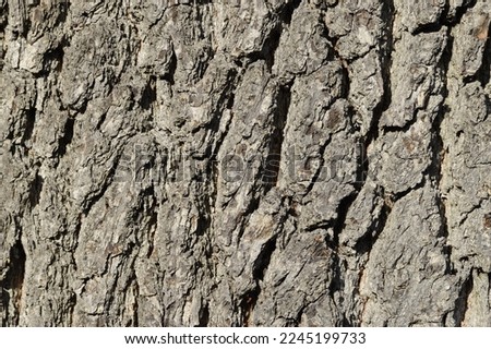 Closeup outer tree bark, the outermost layer of stemm of wood