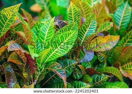 Colorful leaf tropical garden walpaper