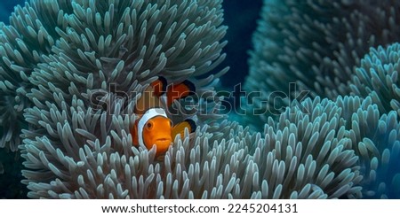 one small orange clownfish hiding in an anemone against the backdrop of turquoise ocean water. Diving in the pacific ocean. Wild world of the sea reserve. An interesting hobby. Seawater aquarium Royalty-Free Stock Photo #2245204131