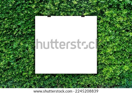 Billboard on green wall of plants garden. Green Leaves background, Natural wall built from shrubs.Trendy portfolio blanc space frame background for portfolio,poster mock up,advertising