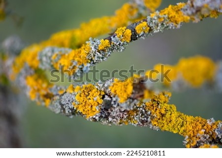Orange lichen, yellow scale, maritime sunburst lichen or shore lichen (Xanthoria parietina) is a foliose or leafy lichen. Intensive color of structures on twigs of a tree, details in macro close up. Royalty-Free Stock Photo #2245210811