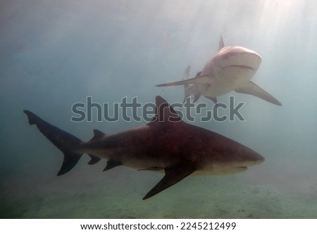 Bull Shark (Carcharhinus leucas) in Bimini, Bahamas Royalty-Free Stock Photo #2245212499