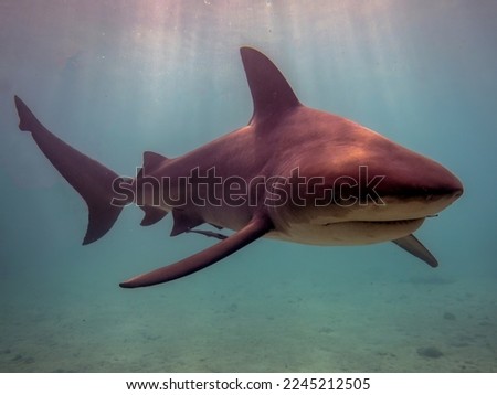 Bull Shark (Carcharhinus leucas) in Bimini, Bahamas Royalty-Free Stock Photo #2245212505
