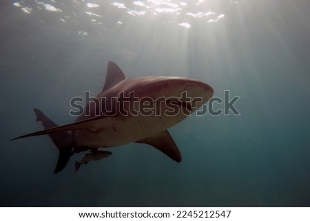 Bull Shark (Carcharhinus leucas) in Bimini, Bahamas Royalty-Free Stock Photo #2245212547