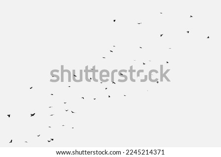Flock of birds flying diagonally on minimalist black and white photo. Silhouettes of animals on white sky being free on a clean, minimalist and stylish photograph.