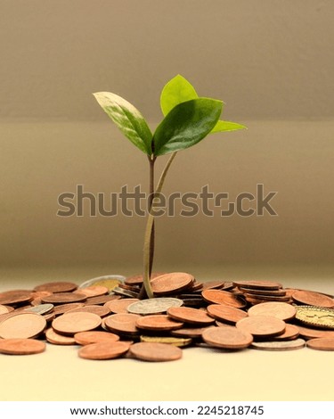 Money coins plant saving money 