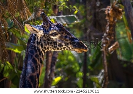 A closeup shot of a northern giraffe head looking right in the jungle
