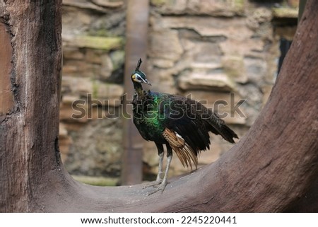 Photo of a peacock in the zoo. Bukittinggi, West Sumatra, Indonesia in December 2022