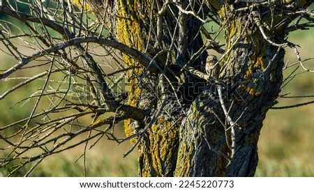 A little owl in a tree	